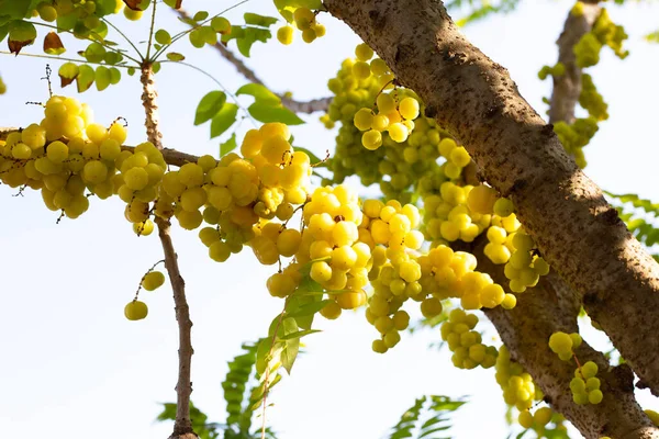 stock image Star gooseberry tree with fruits