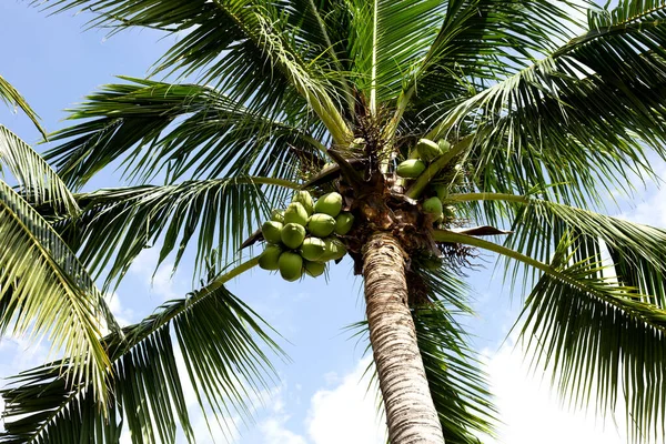 Coconut Tree Bunches Coconut Fruits — Stockfoto