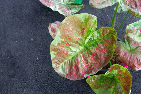 Caladium Planten Prachtige Kleurrijke Bladeren — Stockfoto