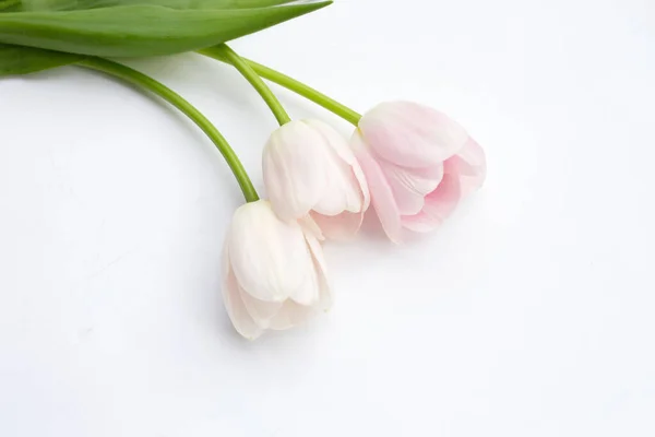 stock image White pink tulips on white background.