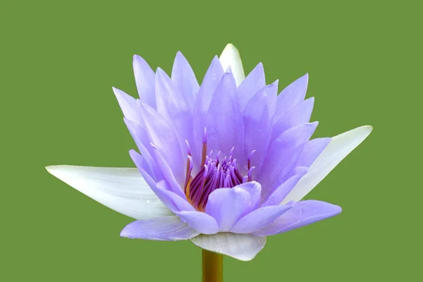 Hermoso Lirio Agua Púrpura Flor Loto Sobre Fondo Verde Imagen de stock