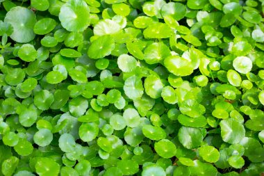 Taze yeşil centella asiatica yaprakları