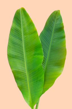 Sarı zemin üzerinde taze muz yaprakları.