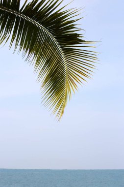 Hindistan cevizi palmiyesi yaprakları ile deniz ve mavi gökyüzü