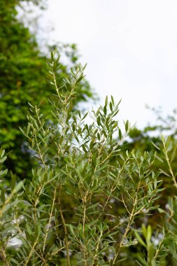 Bahçedeki zeytin ağacı