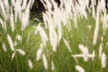 Fountain grass or pennisetum alopecuroides