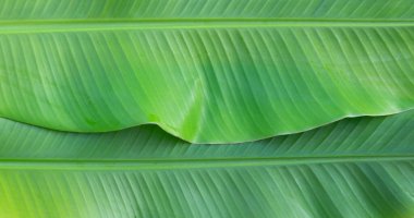 Arkaplan için taze muz yaprakları.