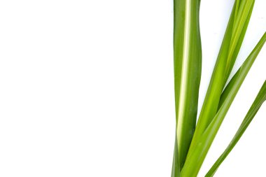 Beyaz arkaplanda şeker kamışı yaprakları.