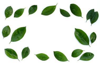 Citrus beyaz arkaplanda yapraklar bırakır. Üst görünüm