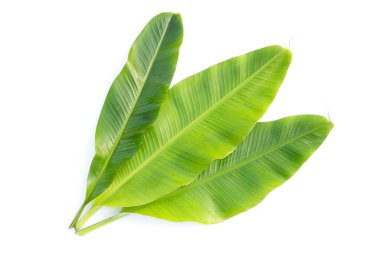 Beyaz arka plan üzerinde taze muz yaprakları.