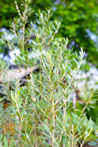 Olive Tree Garden — Stock Photo, Image