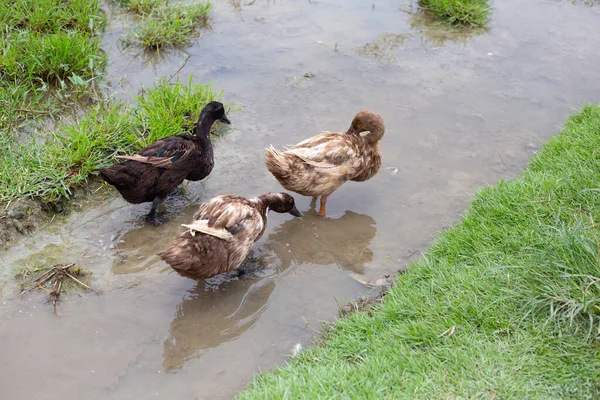 Free range duck farm. Natural organic duck
