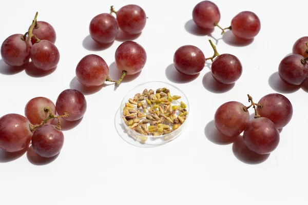 Fresh Grape Seeds White Background — Stock Photo, Image