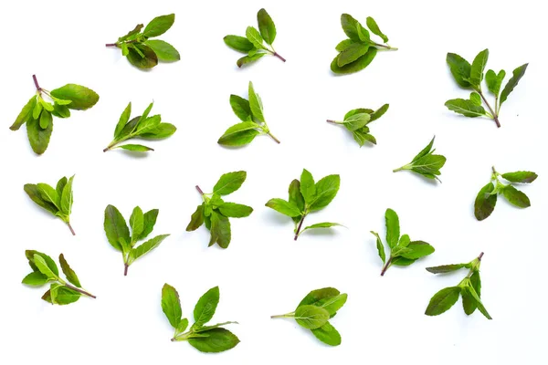 Stock image Holy basil leaves on white background.