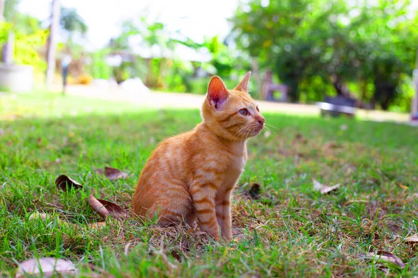 Bahçedeki Çimlerde Oturan Turuncu Kedi — Stok fotoğraf