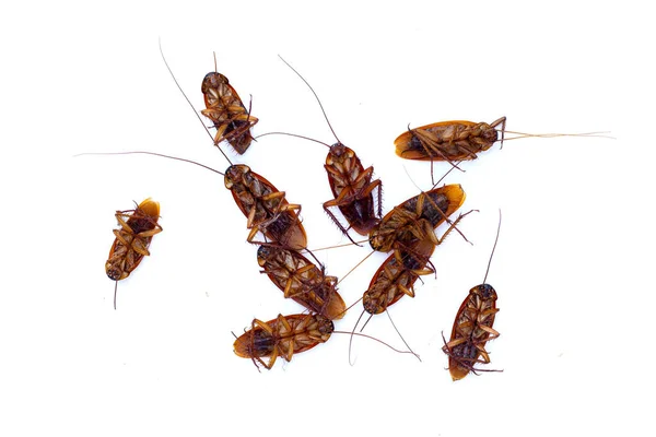 stock image Group of dead cockroach on white background