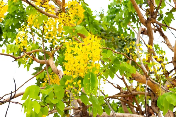 Cassia Fistelblume Auf Baum — Stockfoto