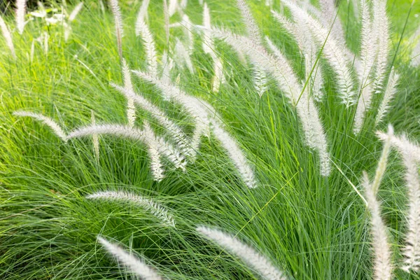 Fountain Grass Pennisetum Alopecuroides — Photo
