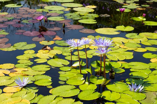 Beautiful Blooming Nymphaea Lotus Flower Leaves Water Lily Pot —  Fotos de Stock
