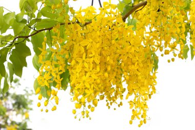 Cassia Fistül çiçek ağaç üzerinde