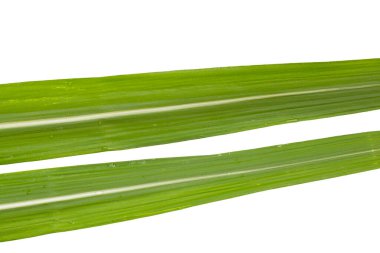 Beyaz arkaplanda şeker kamışı yaprakları.