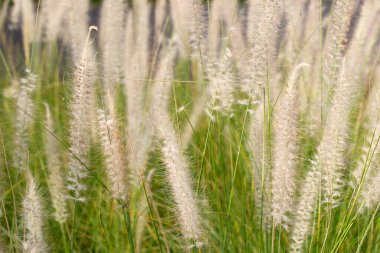 Fountain grass or pennisetum alopecuroides