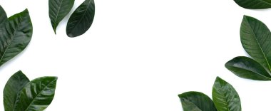 Yeşil yasemin yaprağından yapılmış çerçeve veya bahçe gardenyası, gerdenya çiçeği