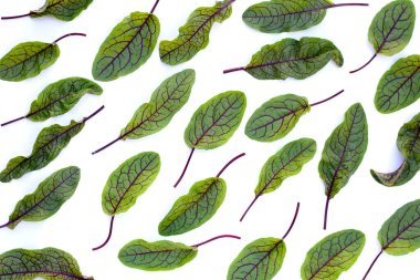 Red-veined sorrel on white background.