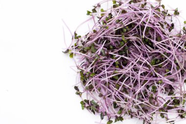 Beyaz arka planda organik kırmızı lahana filizleri.