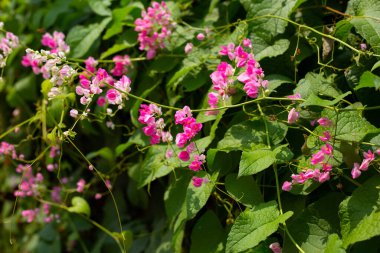 Meksikalı sürüngen, aşk zinciri çiçek, mercan asması.