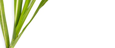 Beyaz arkaplanda şeker kamışı yaprakları.