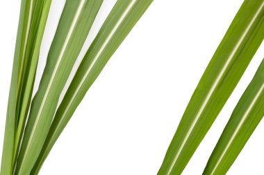 Beyaz arkaplanda şeker kamışı yaprakları.