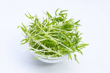 Water spinach sprouts. Organic vegetables