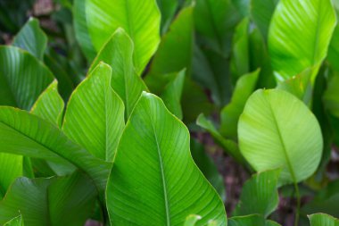 Green leaves of Calathea (Aublet) G. Meyer