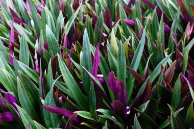 Tekne zambağı, İstiridye Zambağı, İstiridye Bitkisi, Beyaz Çiçekli Tradescantia