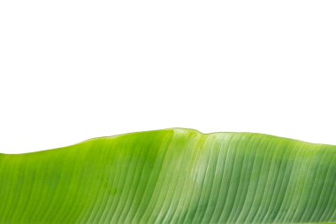 taze muz yaprak beyaz arka plan üzerinde.