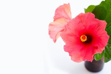 Hibiscus çiçek beyaz arka plan üzerinde.