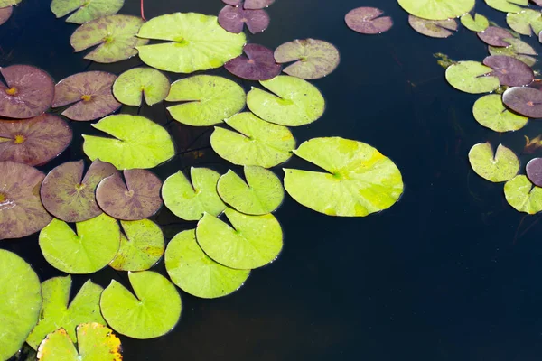 Beautiful Nymphaea Lotus Leaves Water Lily Pot — 스톡 사진