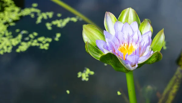 Beautiful Blooming Nymphaea Lotus Flower Leaves Water Lily Pot — Zdjęcie stockowe