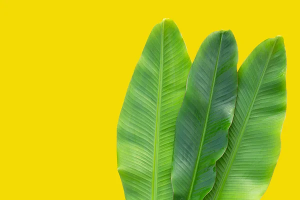 stock image Fresh banana leaves on yellow background.