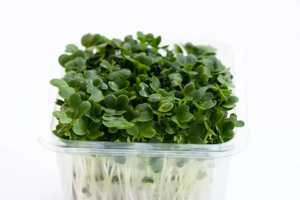 Kale Sprouts Pada Latar Belakang Putih — Stok Foto
