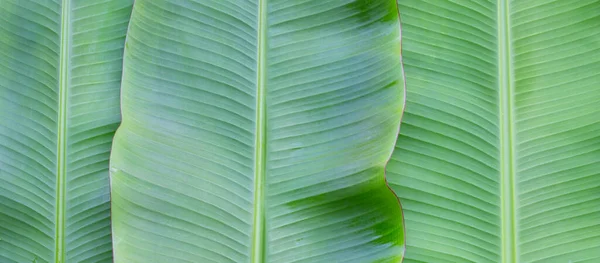 新鮮なバナナの葉を背景に — ストック写真