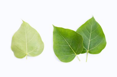 Beyaz arkaplanda yeşil bodhi yaprağı.