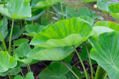 Taro bahçesi, taro ekimi.