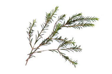 Waxflower leaves on white background. clipart