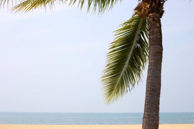 Denizde hindistan cevizi palmiyesi