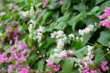Meksikalı sürüngen, aşk zinciri, mercan sarmaşığı. Pembe çiçek