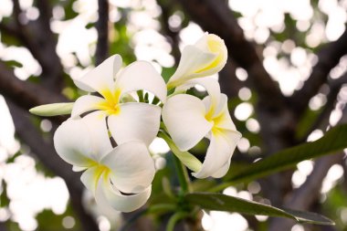 Plumeria or frangipani flower. Tropical tree