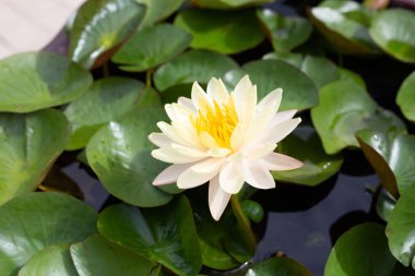 Beautiful blooming Nymphaea lotus flower with leaves, Water lily pot