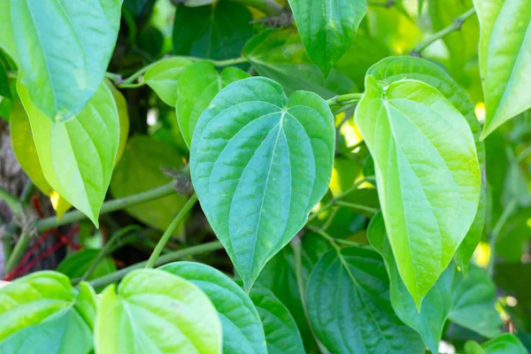 Bahçede yeşil betel yaprakları